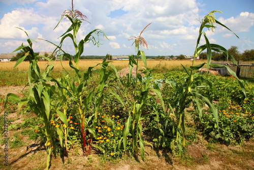 Corn stalks with cobs grow in an agricultural garden on blue cloudy sky background at summer day.