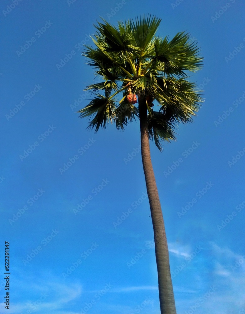 Obraz premium palm tree against blue sky