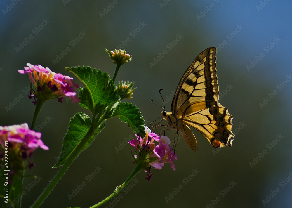Fototapeta premium Mariposa