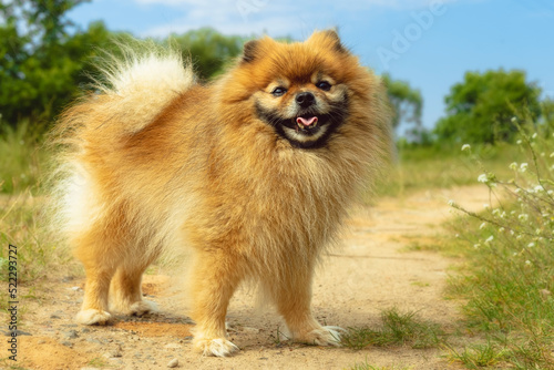 Pomeranian stands on the road in nature in sunny summer weather © Vadzim