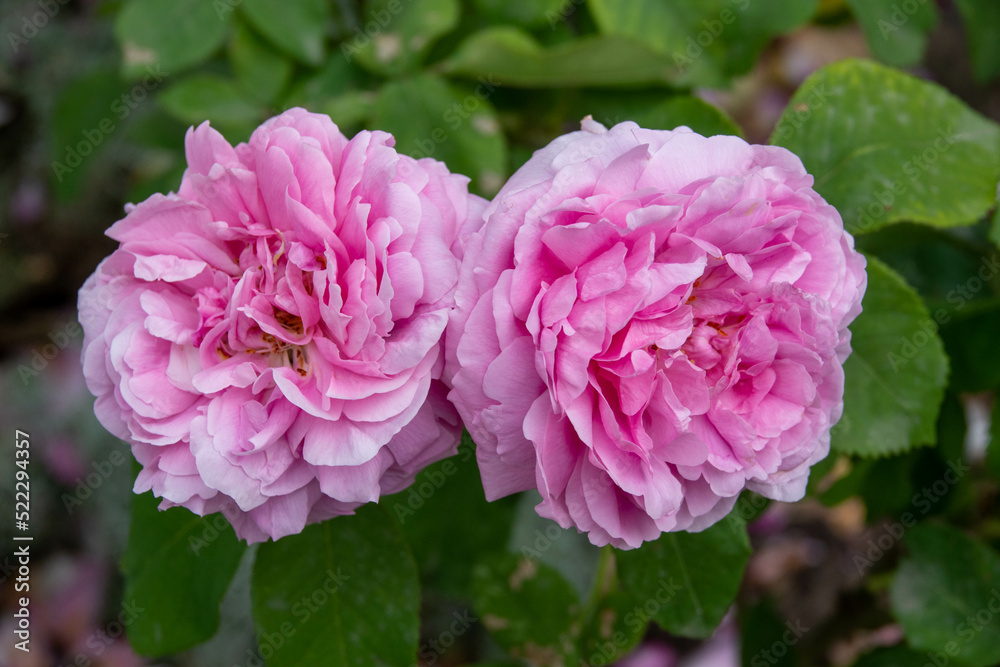 beautiful pink rose flower heads