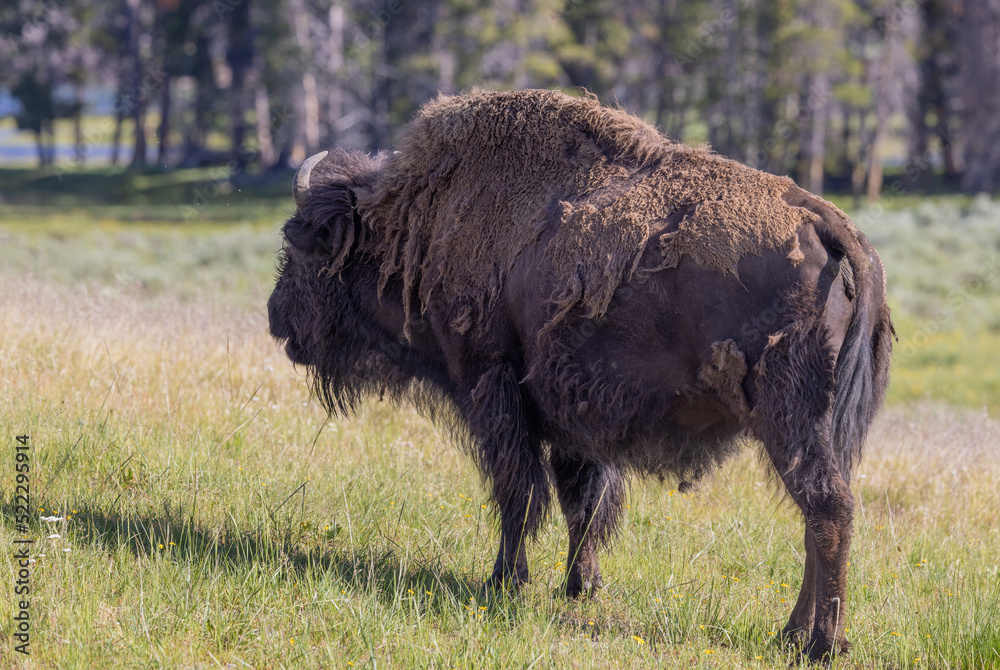 Bison Bull in Yellowstone National Park in Summer Bison Bull in Yellowstone National Park in Summer
