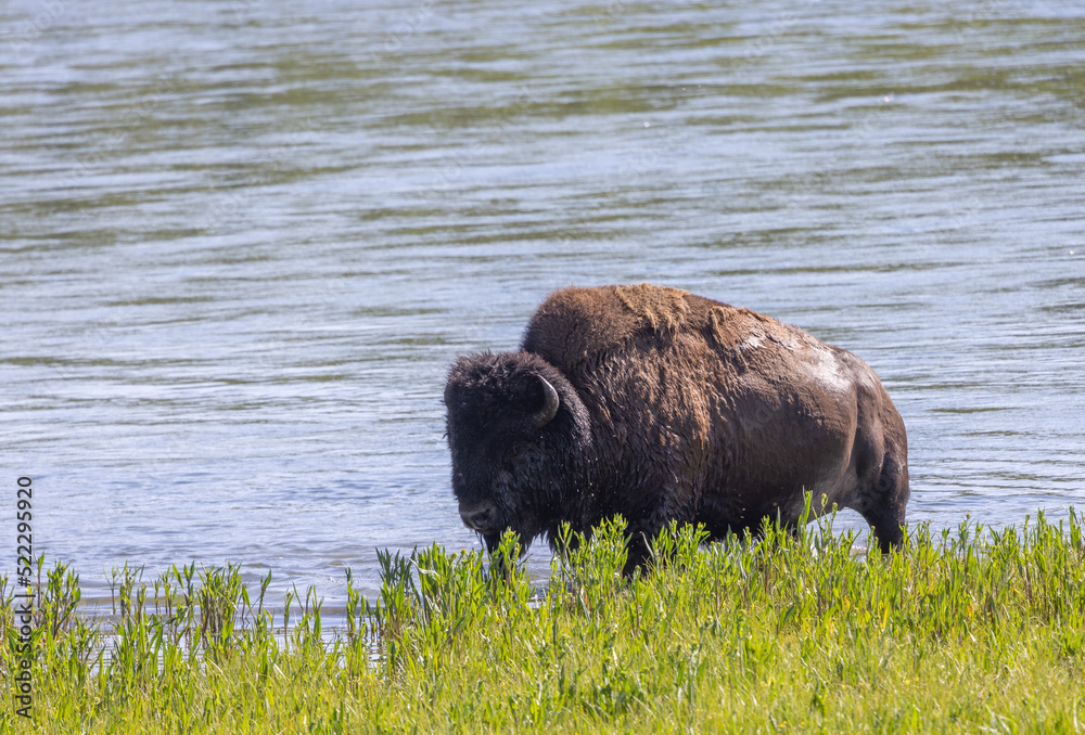 Bison Bull in Yellowstone National Park in Summer Bison Bull in Yellowstone National Park in Summer