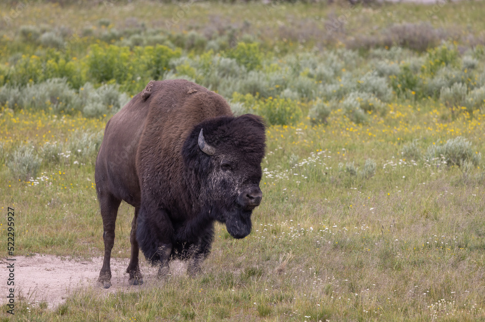Bison Bull in Yellowstone National Park in Summer Bison Bull in Yellowstone National Park in Summer