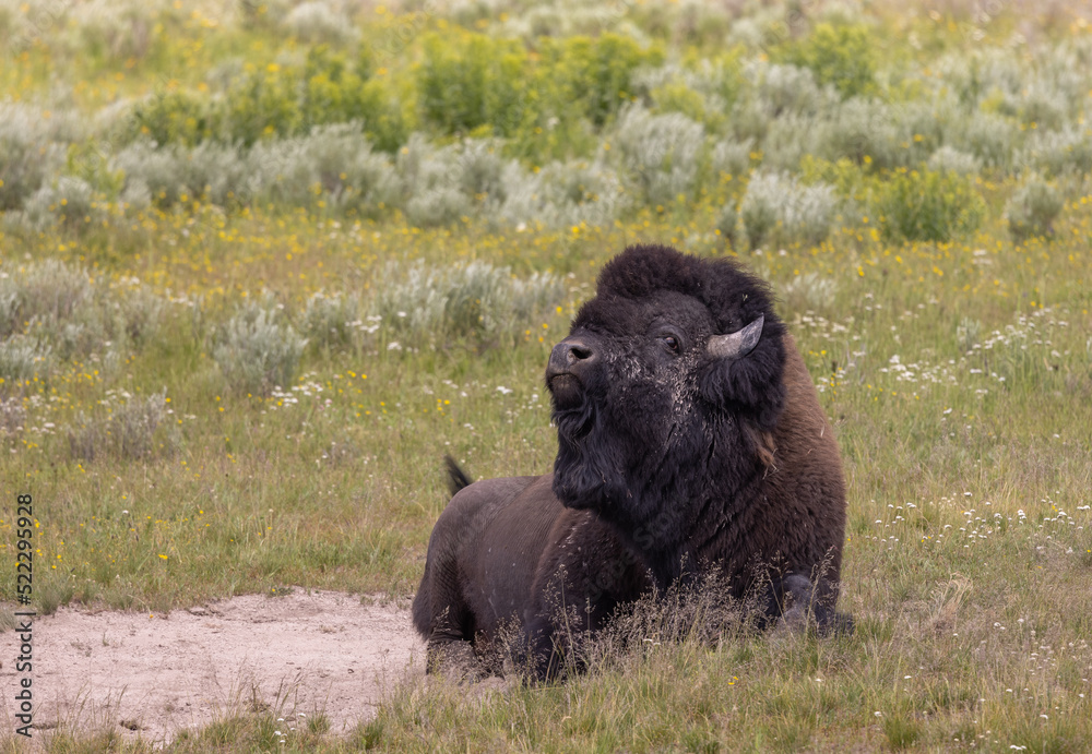 Bison Bull in Yellowstone National Park in Summer Bison Bull in Yellowstone National Park in Summer