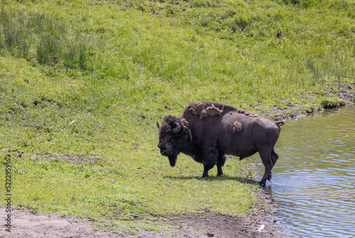 Bison Bull in Yellowstone National Park in Summer © natureguy