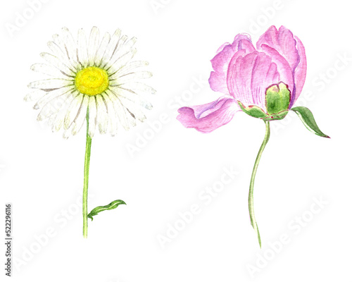 Peony and chamomile flower. Realistic watercolor  flower set isolated on white background. Hand drawn painting. © ELENA