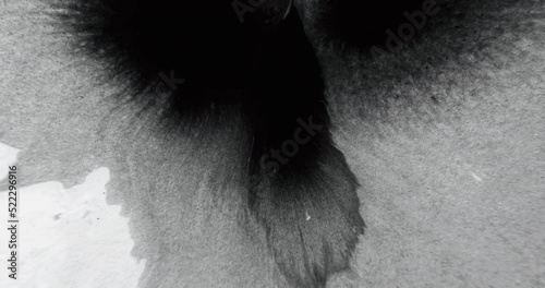 Ink water drop. Stain texture. Transition overlay. Black wet paint gradient wave motion on white grain abstract empty space background.