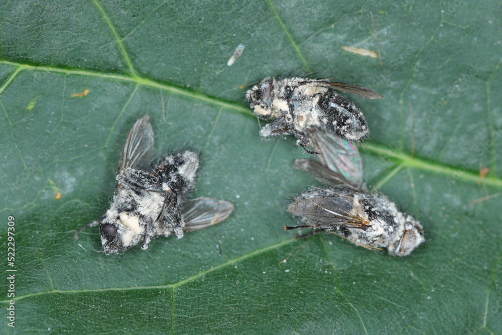 Flies killed by entomopathogenic fungus Beauveria bassiana.  Infected insects are covered with a white mold.