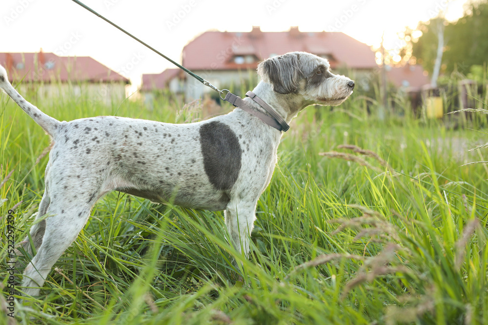 Cute dog with leash in green grass outdoors Cute dog with leash in green grass outdoors