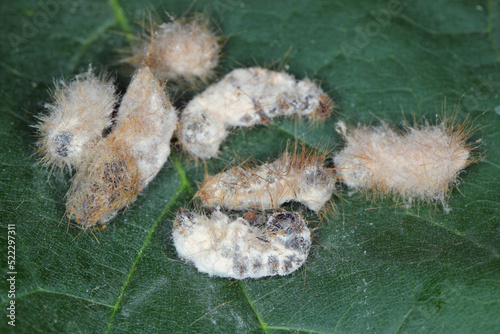 Caterpillars of Brown tail moth Euproctis chrysorrhoea killed by entomopathogenic fungus Beauveria bassiana.  Infected insects are covered with a white mold. photo