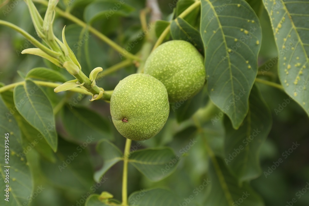 Green unripe walnuts on tree branch, closeup Green unripe walnuts on tree branch, closeup