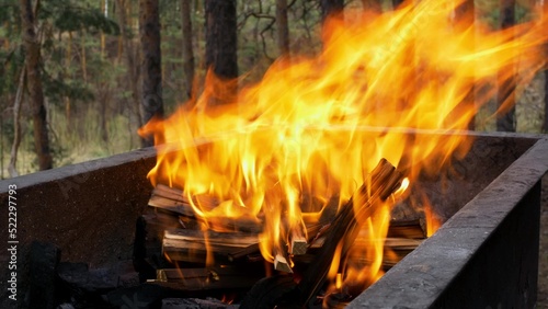 Close-up of a fire in the forest, ignited logs flare up in a fire place. Outdoor recreation with a campfire for warming and cooking. Camp of the homeless in the park who burn bonfires.