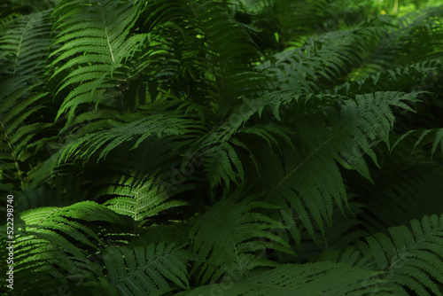 Fototapeta Naklejka Na Ścianę i Meble -  Beautiful fern with lush green leaves growing outdoors