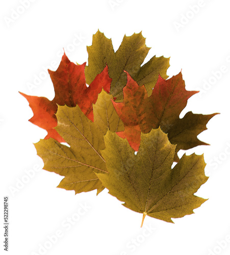 Maple leaves painted in water color