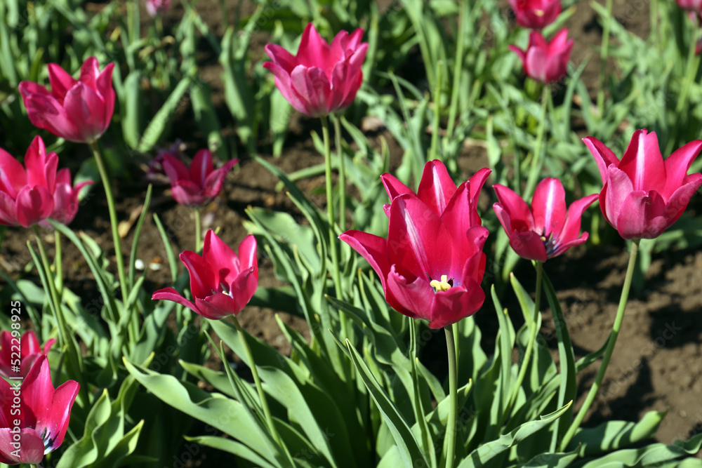 Beautiful pink tulips growing in garden on sunny day. Spring season Beautiful pink tulips growing in garden on sunny day. Spring season