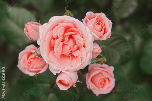 Beautiful pink rose flowers blooming outdoors  closeup