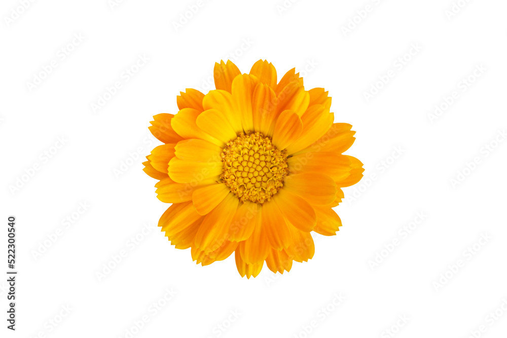 Common marigold flowerhead, isolated on white background Common marigold flowerhead, isolated on white background