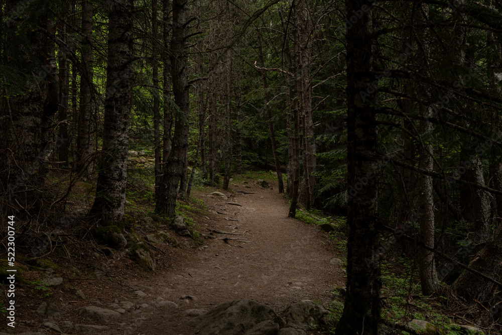 Fototapeta premium Hiking trail in the woods