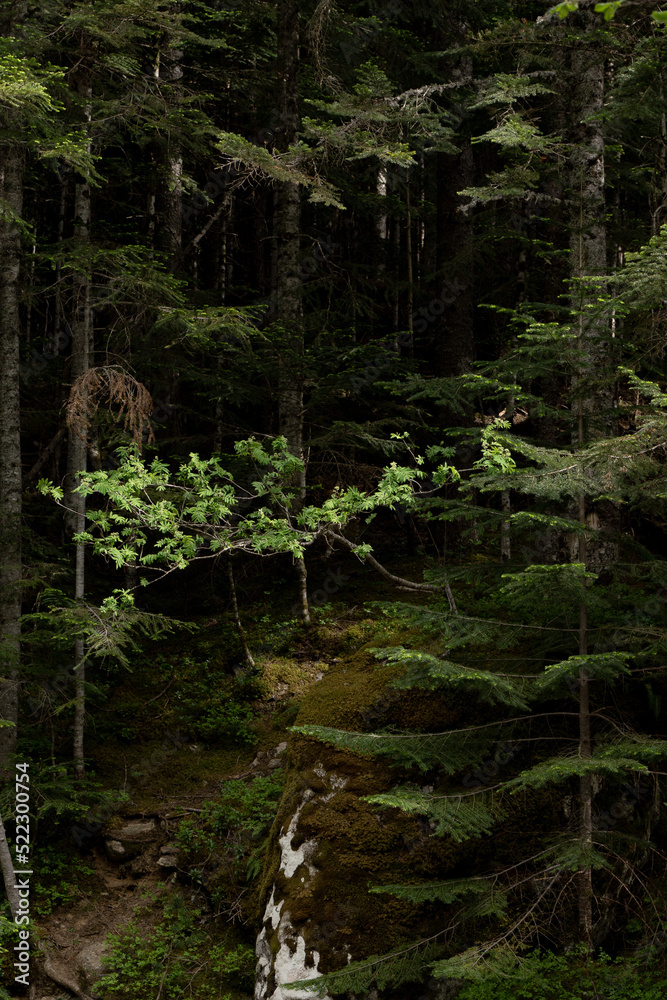 Obraz premium Dark alpine forest