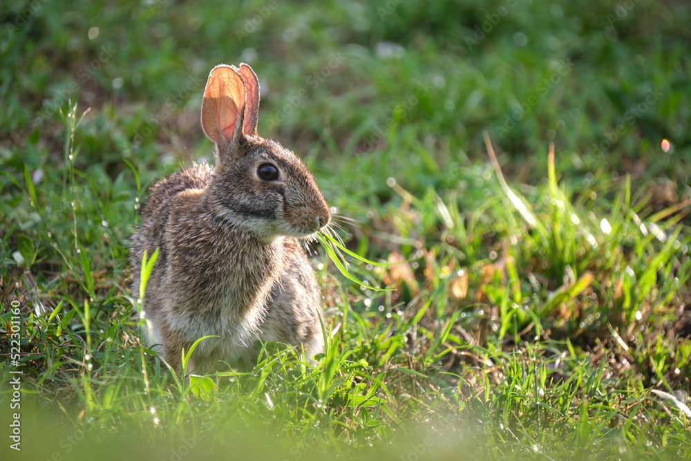 Fototapeta premium Grey small hare eating grass on summer field. Wild rabbit in nature