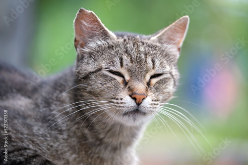Portrait of gray cat resting on steet outdoors in summer © bilanol