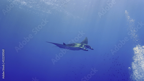 Oceanic Manta ray hovering in the deep blue sea