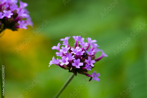 Close-up of verbena flowers in the garden.