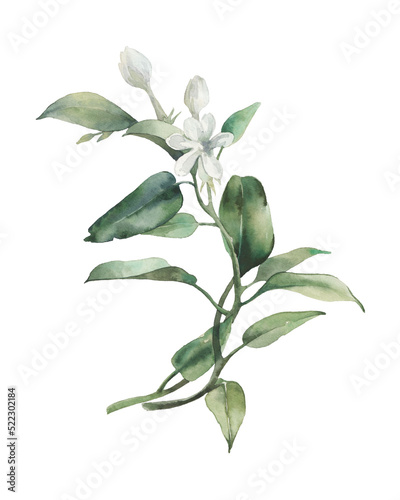 Hand drawn botanical illustration: green branches with white flowers isolated on transparent background. Plant watercolor art for modern natural design or poster