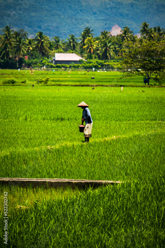 Photo of a farmer sowing fertilizer in a rice field  Aceh  Indonesia.