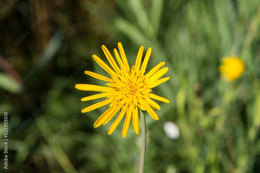 Tragopogon (salsify) plant blooming in the summer Tragopogon (salsify) plant blooming in the summer