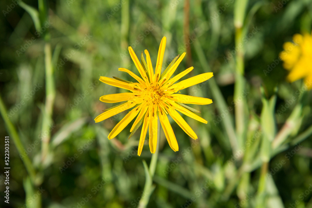 Tragopogon (salsify) plant blooming in the summer Tragopogon (salsify) plant blooming in the summer