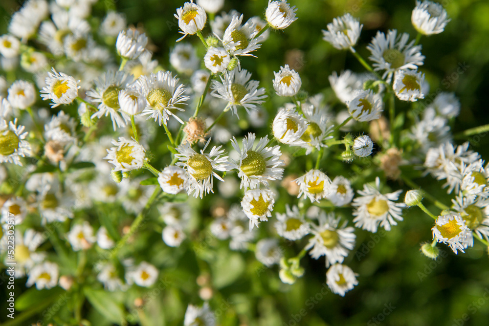 Erigeron annuus (daisy fleabane) plant blooming in a meadow Erigeron annuus (daisy fleabane) plant blooming in a meadow