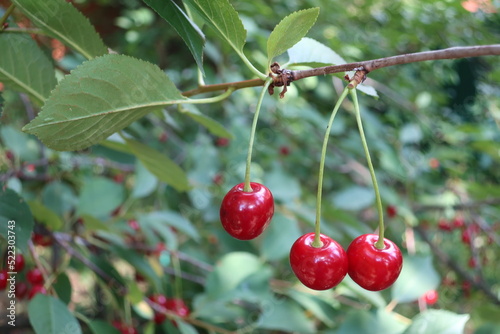 Red berries on a branch. Bright red cherries against the background of green leaves in a summer garden