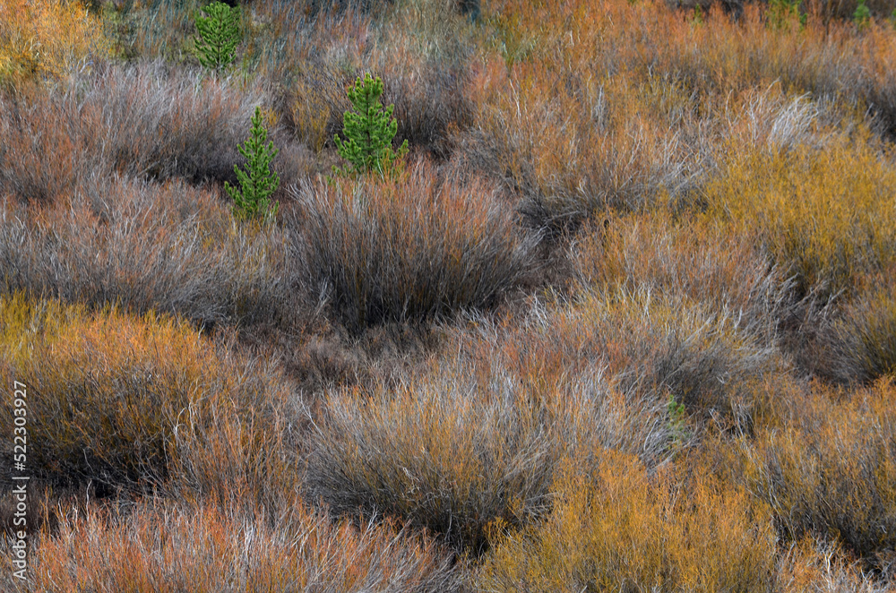 Wild Sedges and Evergreen Saplings in Autumn on Wyoming Prairie Wild Sedges and Evergreen Saplings in Autumn on Wyoming Prairie
