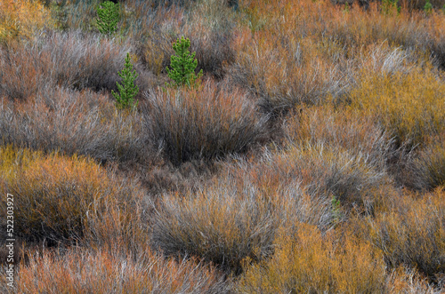 Wild Sedges and Evergreen Saplings in Autumn on Wyoming Prairie