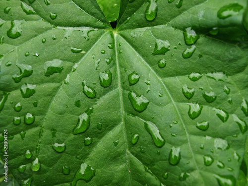 Drops of water on a green ivy leaf