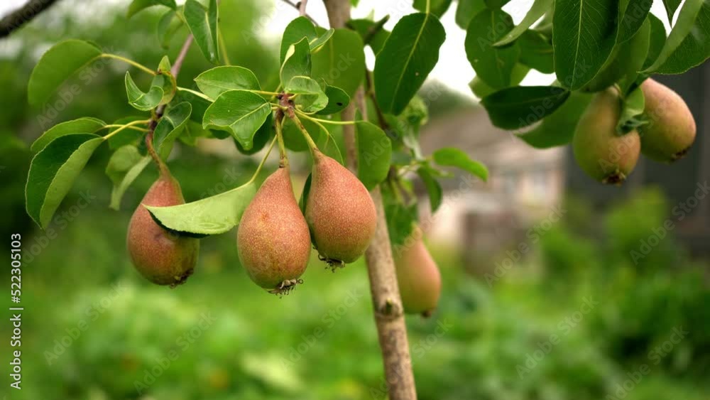 Tasty young healthy organic juicy pears hanging on a branch young tree