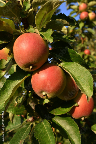 Photo of red apples on a branch.