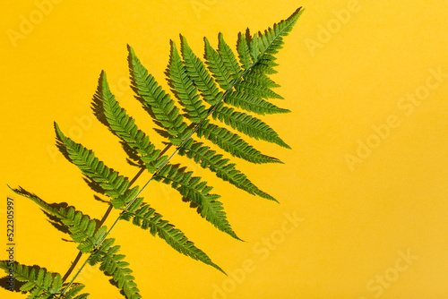 Fern leaves set on yellow background. Flat lay, top view, copy space. Tropical summer background