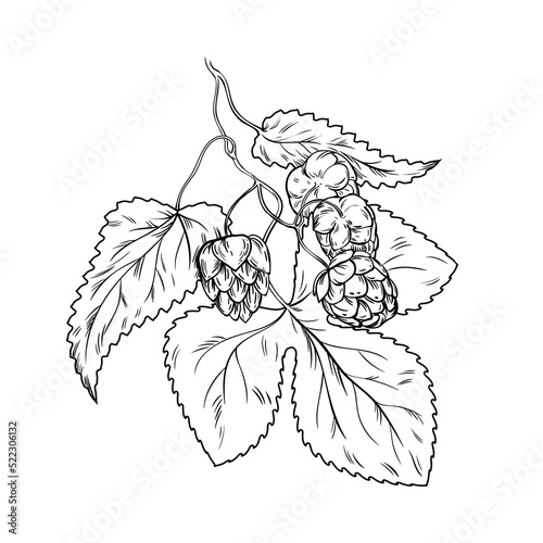 Black line hand drawn fresh Humulus lupulus branches with cones and leaf, vintage sketch of decorative herbs for alcohol beer production in brewery. Hop plants outline icons set vector illustration