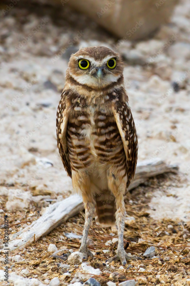 Burrowing Owl Standing Tall near Burrow Home Burrowing Owl Standing Tall near Burrow Home