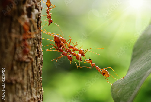 Ants help to carry food, Ant bridge unity team, Concept team work together. Red ants teamwork. unity of ants. 