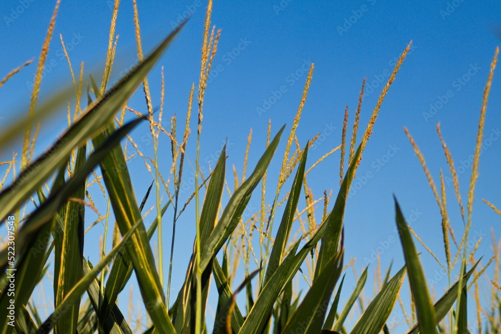 Extensive fields of corn to be harvested and fed to the population Extensive fields of corn to be harvested and fed to the population