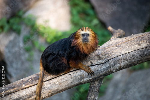 Portrait of Tamarin with golden head standing on tree branch