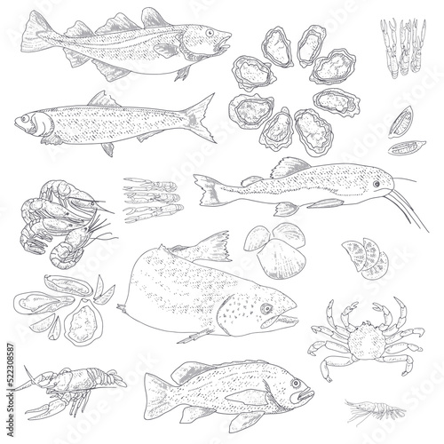 Fish and Seafood sketch. Vintage fish, shrimps, crabs, rapans, shells, oysters, mussels lobsters Sea Delicatessen Market Set