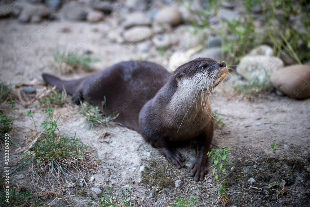 portrait of wild otter in a zoologic park portrait of wild otter in a zoologic park