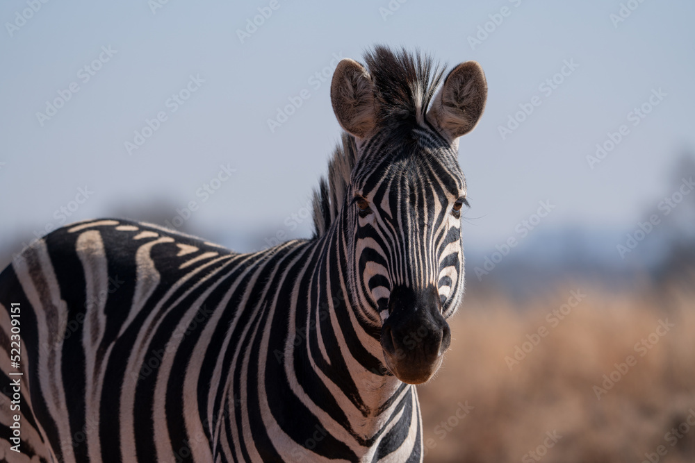 Naklejka premium A Striped Zebra with a beautiful mane laying down in the grass and walking with the herd looking for grazing field during the winter months of Rietvlei nature reserve of South Africa
