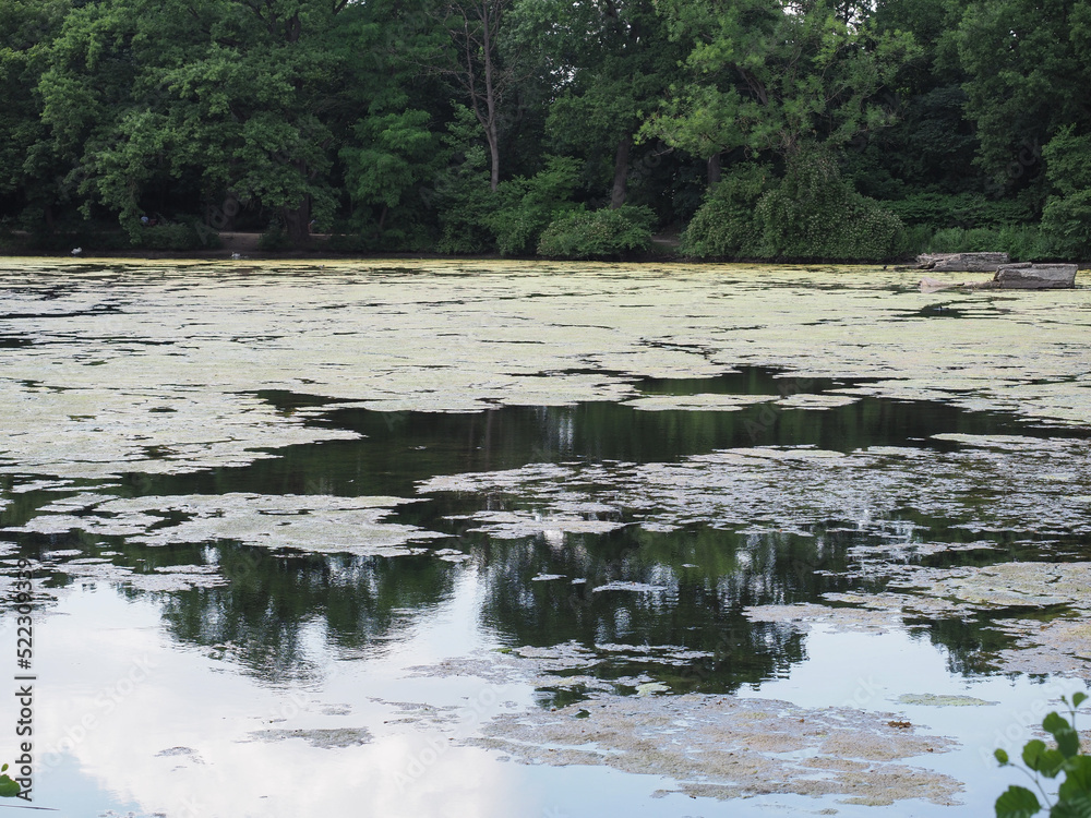 Mucilage and algae in pond Mucilage and algae in pond