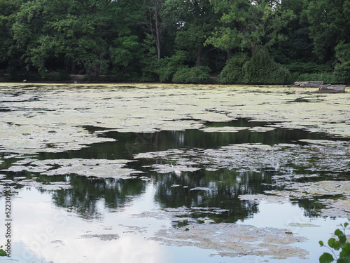 Mucilage and algae in pond